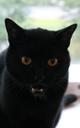 Добрые и ответственные руки ищет "Чёрная пантера" Красивая и грациозная, но при этом уютная, добрая и ласковая кошка!