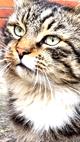 Молодой кот сибирской кошки - ручной, очень контактный и ласковый ищет любящую семью!