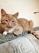 Очаровательный, очень милый и ласковый рыжий котёнок Оранж ищет любящую семью!