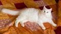 Санкт-Петербург: белый кот Ксюх ищет дом!