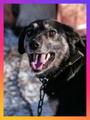 Ласковое солнышко Агата, добрейшая в мире собака в добрые руки