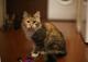 Кошка котенок Мура цвет рыжый чёрный серый белый