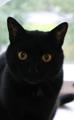 Добрые и ответственные руки ищет "Чёрная пантера" Красивая и грациозная, но при этом уютная, добрая и ласковая кошка!