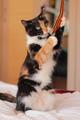 Очаровательные котята-девочки (трёхцветочка и полосаточка) в любящие руки!