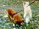 Мелкие собачки девочки ищут дом! Две очаровательные собачки Лииса и Тонечка очень хотят найти хозяев!
