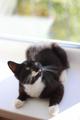 Очаровательный, очень милый, ласковый и нежный котёнок Мустик ищет любящую семью!