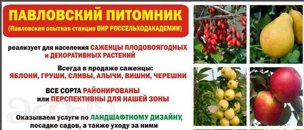 Павловский питомник: саженцы плодовоягодных и декоративных растений