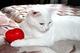 Ищем ДОМ мегаласковой ручной кошке Снежане!