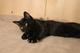 Грациозные угольно-чёрные котята, 3,5 мес