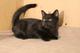 Грациозные угольно-чёрные котята, 3,5 мес