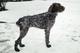 Красотка собака породы Дратхаар
