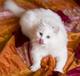 Санкт-Петербург: белый кот Ксюх ищет дом!