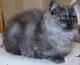 Элитная котенок девочка Британский Хайлендер. Красивая. Чёрный дым вискас.